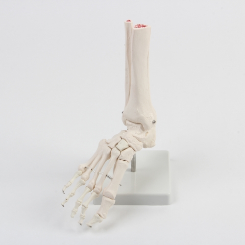 足（zú）關節模（mó）型