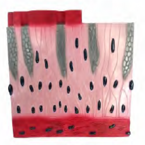 假複層纖毛柱狀上皮組織（zhī）模（mó）型