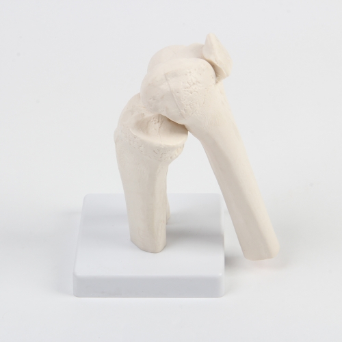 膝（xī）關節模型