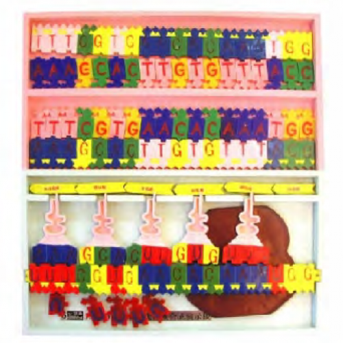 DNA結構及複製模型