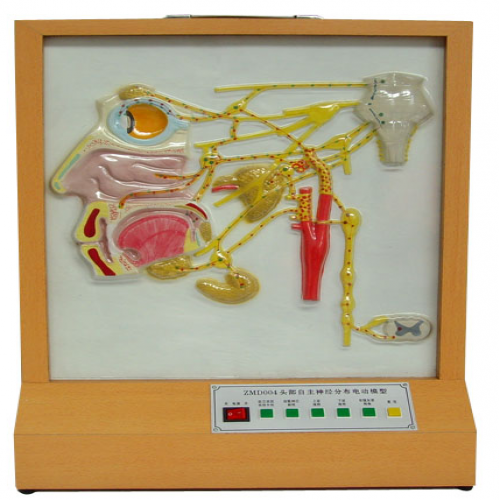 頭部（bù）自主神經分布電動模型