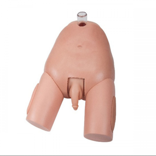 高級男性膀胱穿刺模（mó）型