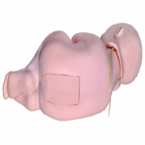 嬰兒腰椎穿刺模（mó）型