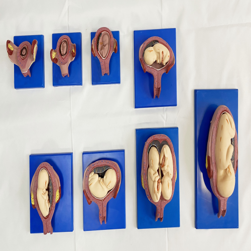 妊娠（shēn）胚胎發育（yù）過（guò）程（chéng）模型（8部件）