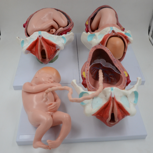 足（zú）月（yuè）胎（tāi）兒（ér）分娩過程模型