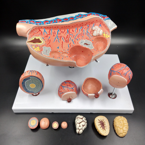 卵巢（cháo）放大模型（xíng）