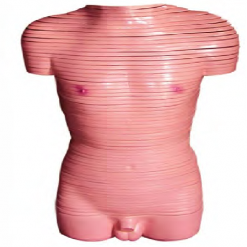 男性軀（qū）幹橫切麵斷層解剖模（mó）型