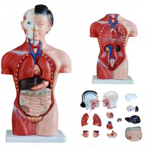 42CM女性人體軀幹模型（15部件）