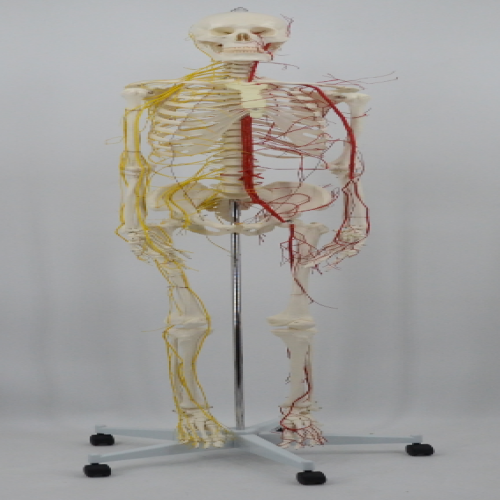 全身骨骼附血管神經（jīng）模型