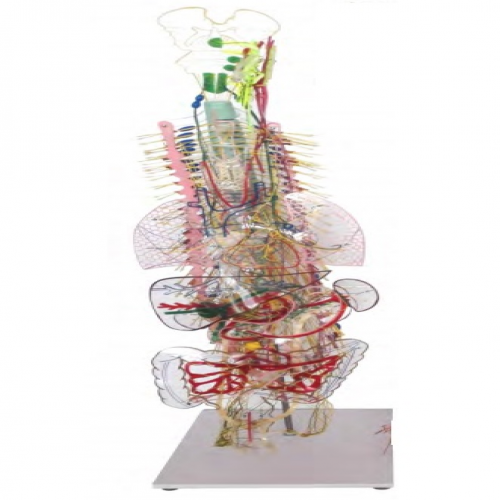 植物性神（shén）經立體式模型（附總論）