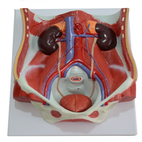 泌（mì）尿係統（tǒng）附腹後壁模型